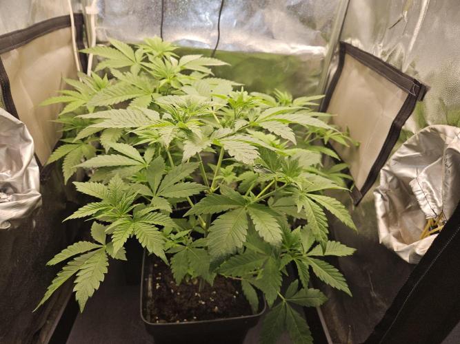 🐭-Sticky Broccoli-🐭. Week 8
