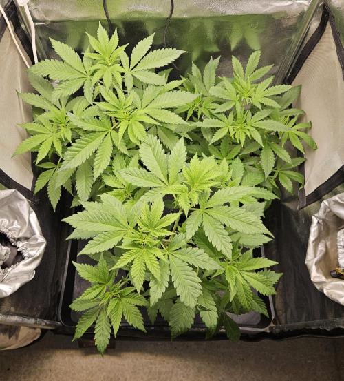🐭-Sticky Broccoli-🐭. Week 8