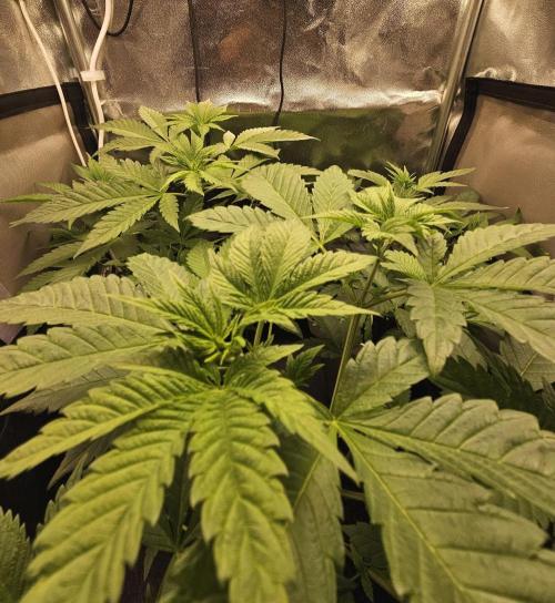 🐭-Sticky Broccoli-🐭. Week 8