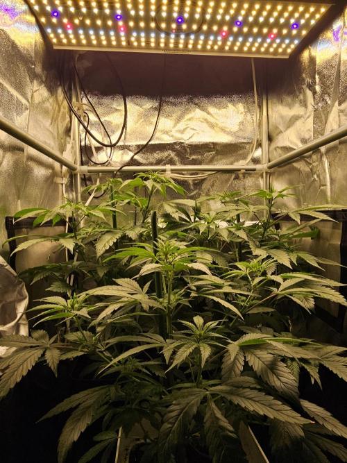 🐭-Sticky Broccoli-🐭. Week 9