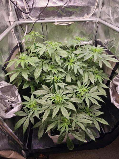 🐭-Sticky Broccoli-🐭. Week 9