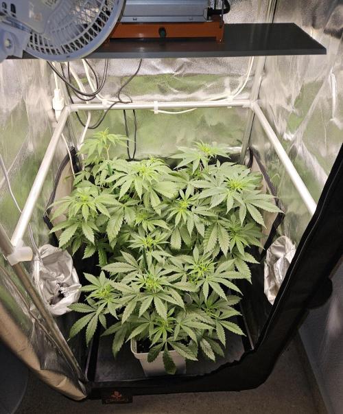 🐭-Sticky Broccoli-🐭. Week 9