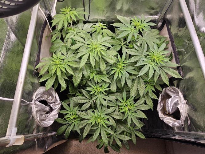 🐭-Sticky Broccoli-🐭. Week 9