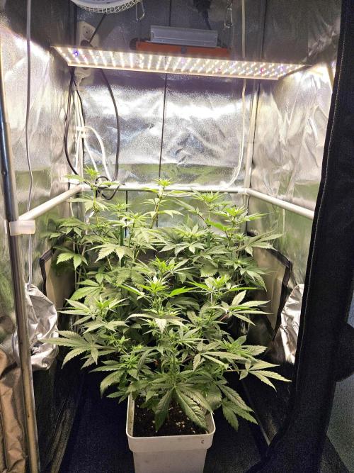 🐭-Sticky Broccoli-🐭. Week 10