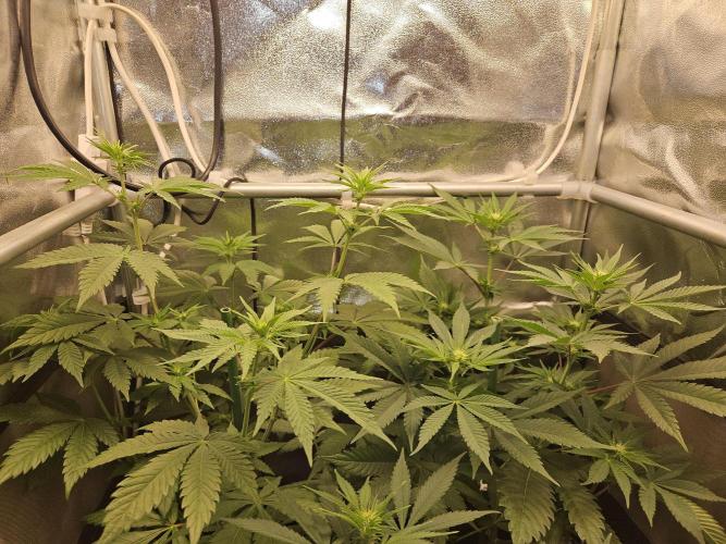 🐭-Sticky Broccoli-🐭. Week 10