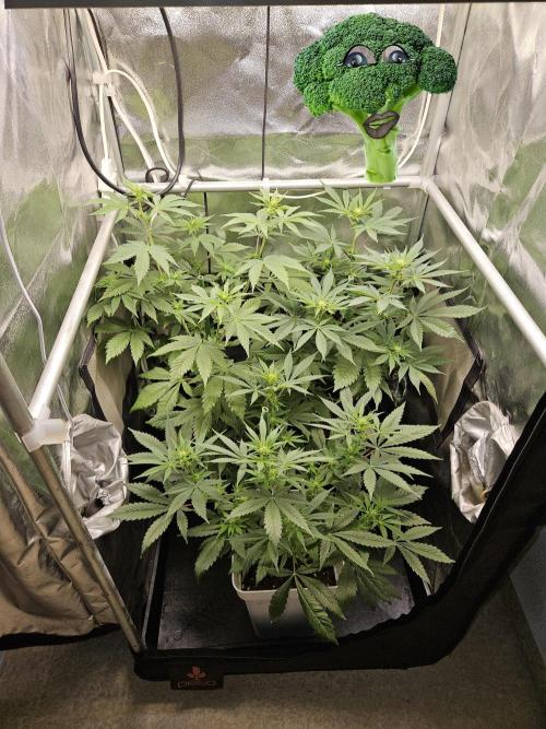 🐭-Sticky Broccoli-🐭. Week 10