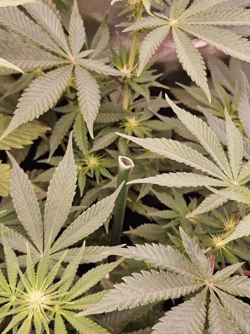 🐭-Sticky Broccoli-🐭. Week 10