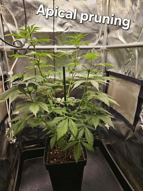 🐭-Sticky Broccoli-🐭. Week 10