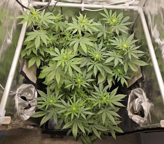 🐭-Sticky Broccoli-🐭. Week 10