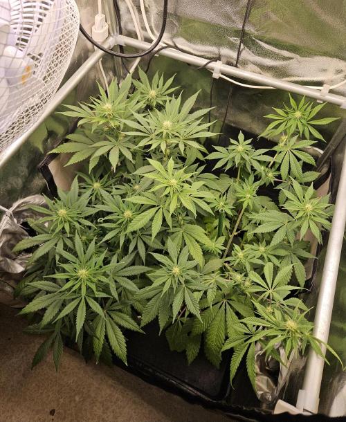 🐭-Sticky Broccoli-🐭. Week 11
