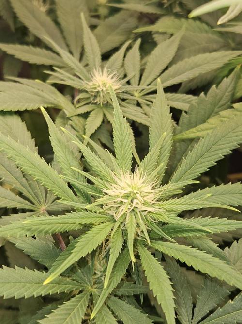 🐭-Sticky Broccoli-🐭. Week 11