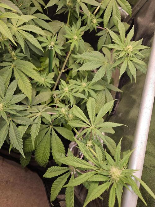 🐭-Sticky Broccoli-🐭. Week 11