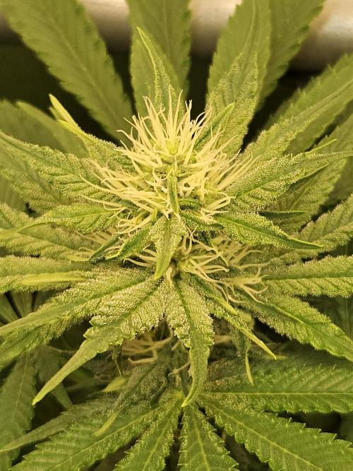 🐭-Sticky Broccoli-🐭. Week 12