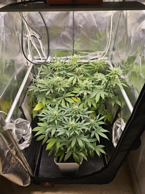 🐭-Sticky Broccoli-🐭. Week 12