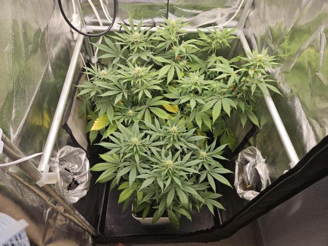 🐭-Sticky Broccoli-🐭. Week 12