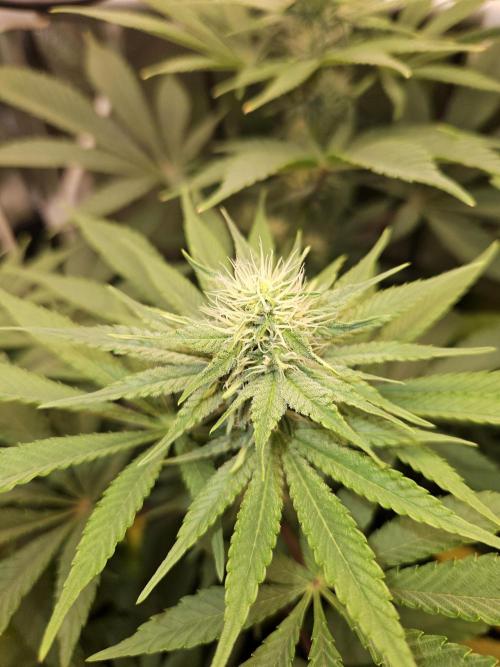🐭-Sticky Broccoli-🐭. Week 12