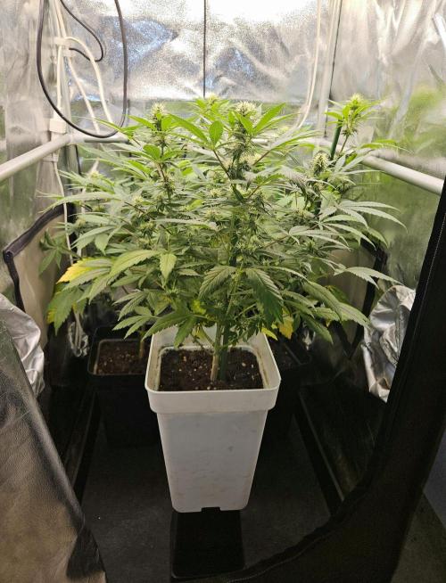 🐭-Sticky Broccoli-🐭. Week 12