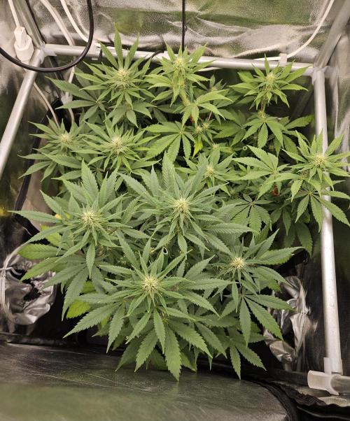 🐭-Sticky Broccoli-🐭. Week 12