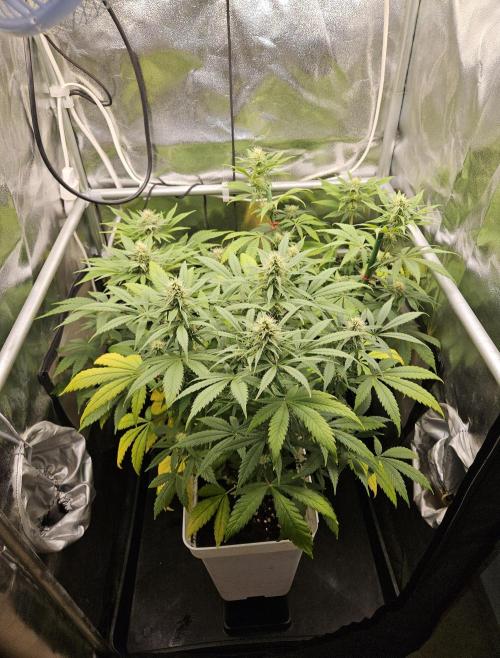 🐭-Sticky Broccoli-🐭. Week 13