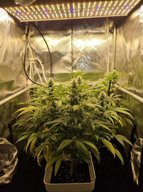 🐭-Sticky Broccoli-🐭. Week 13
