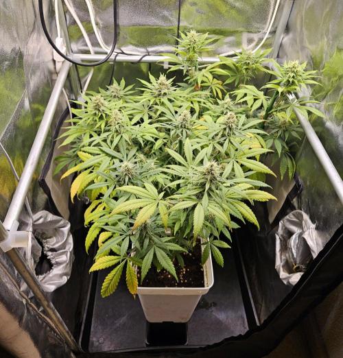 🐭-Sticky Broccoli-🐭. Week 14