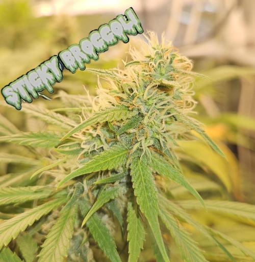 🐭-Sticky Broccoli-🐭. Week 14