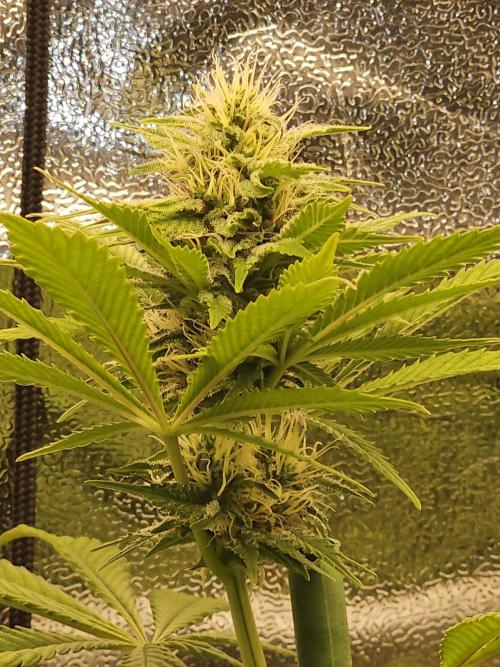 🐭-Sticky Broccoli-🐭. Week 14