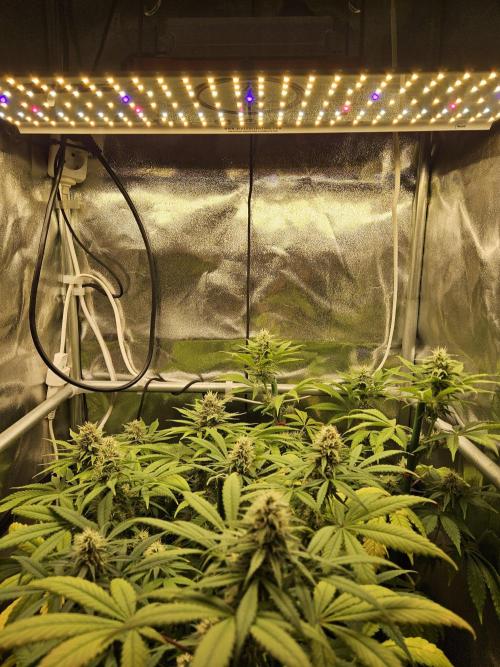 🐭-Sticky Broccoli-🐭. Week 14