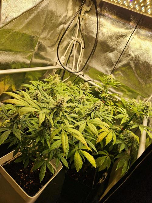 🐭-Sticky Broccoli-🐭. Week 14