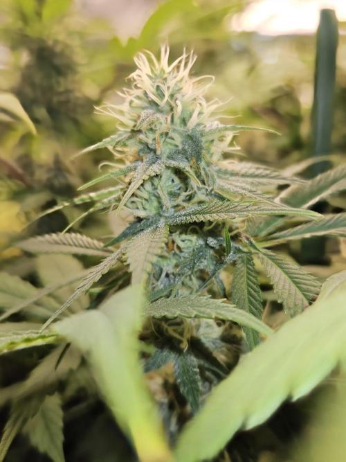 🐭-Sticky Broccoli-🐭. Week 14