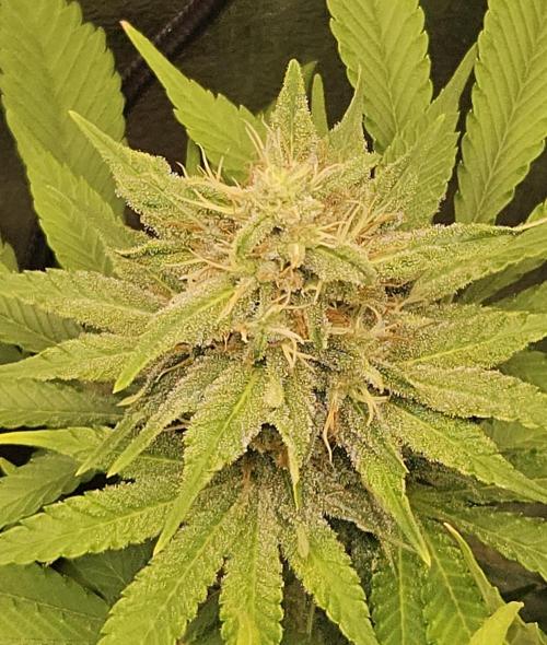 🐭-Sticky Broccoli-🐭. Week 14