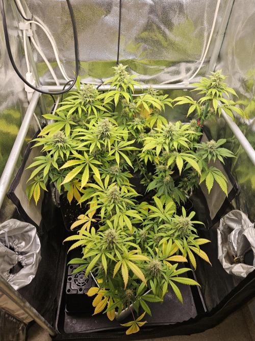 🐭-Sticky Broccoli-🐭. Week 15