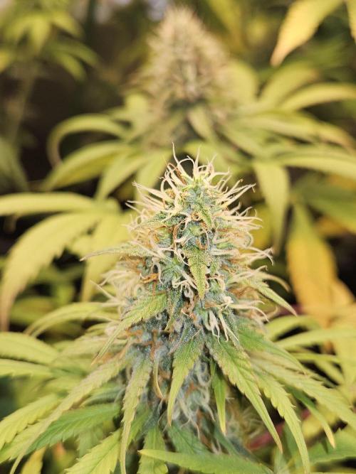 🐭-Sticky Broccoli-🐭. Week 15