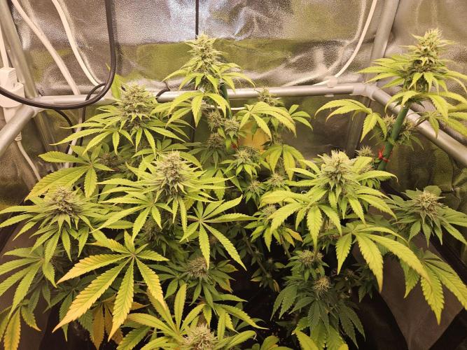 🐭-Sticky Broccoli-🐭. Week 15