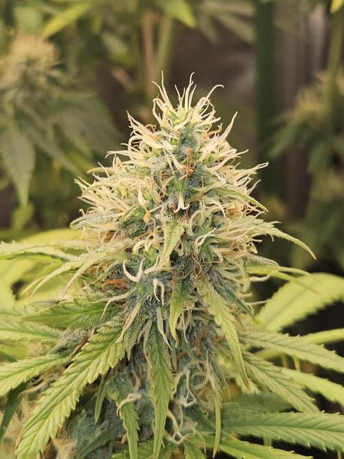 🐭-Sticky Broccoli-🐭. Week 15