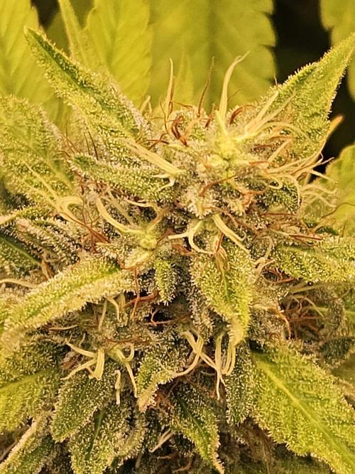 🐭-Sticky Broccoli-🐭. Week 15