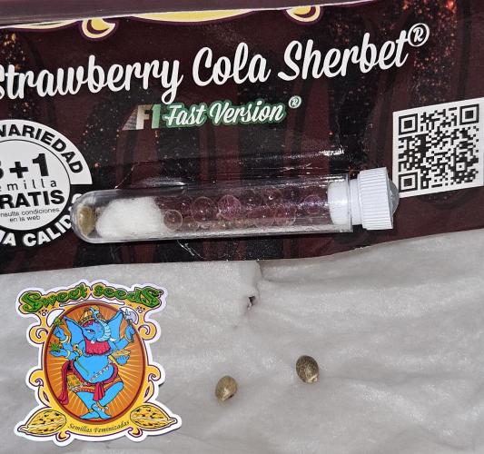 Strawberry Cola Sherbet+Fast Bastard. Week 0