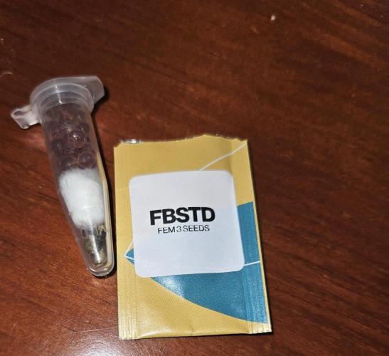 Strawberry Cola Sherbet+Fast Bastard. Week 0