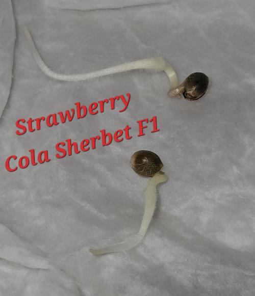 Strawberry Cola Sherbet+Fast Bastard. Week 0