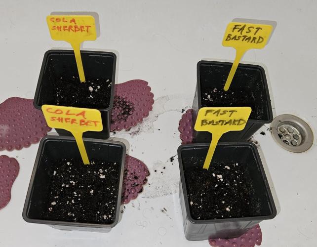Strawberry Cola Sherbet+Fast Bastard. Week 0