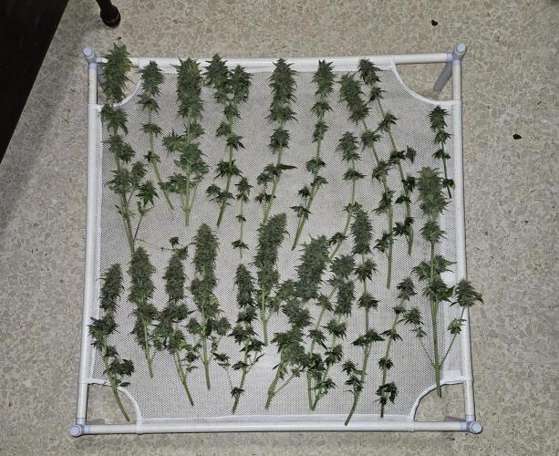 🐭-Sticky Broccoli-🐭. Week 16