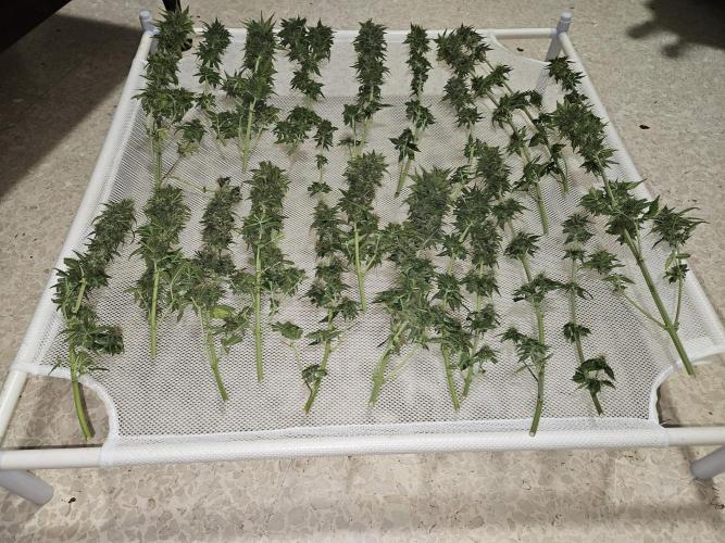 🐭-Sticky Broccoli-🐭. Week 16
