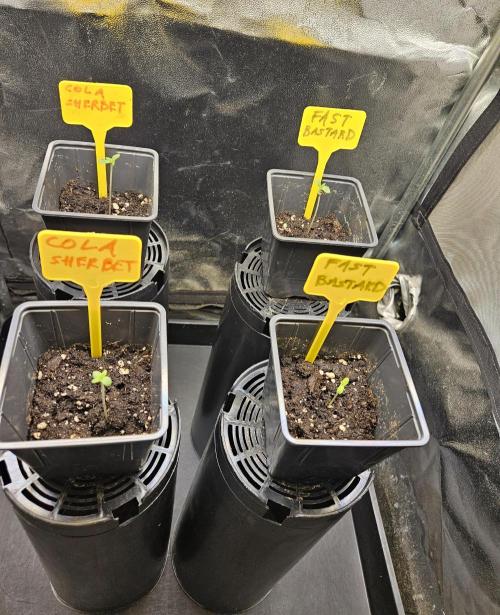 Strawberry Cola Sherbet+Fast Bastard. Week 0 - Already🐦‍⬛