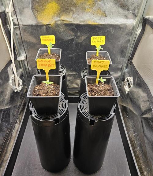 Strawberry Cola Sherbet+Fast Bastard. Week 1