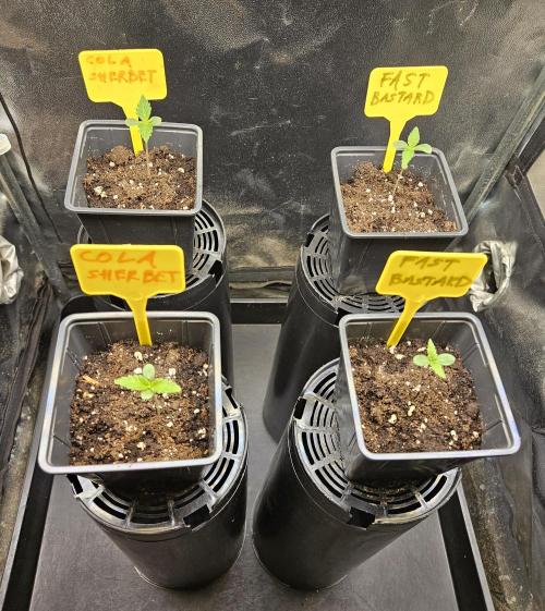 Strawberry Cola Sherbet+Fast Bastard. Week 1
