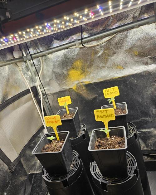 Strawberry Cola Sherbet+Fast Bastard. Week 1