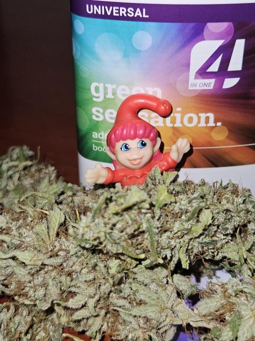 🐭-Sticky Broccoli-🐭. Week 16 - ?
