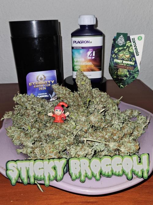 🐭-Sticky Broccoli-🐭. Week 16