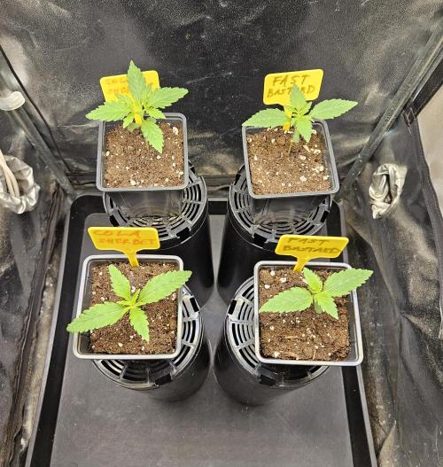 Strawberry Cola Sherbet+Fast Bastard. Week 2