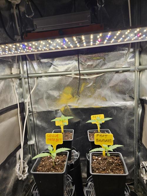 Strawberry Cola Sherbet+Fast Bastard. Week 2